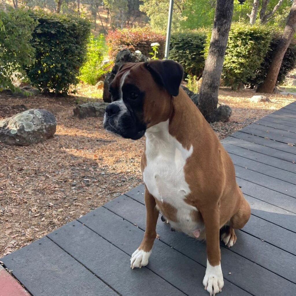 boxer puppies