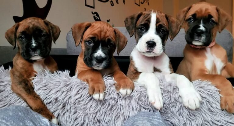 boxer puppies